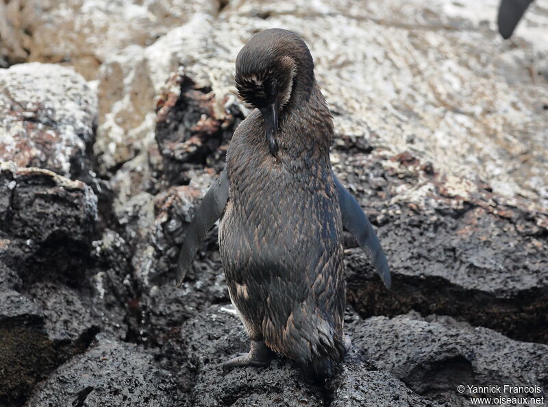 Galapagos Penguinjuvenile, identification, aspect, Behaviour