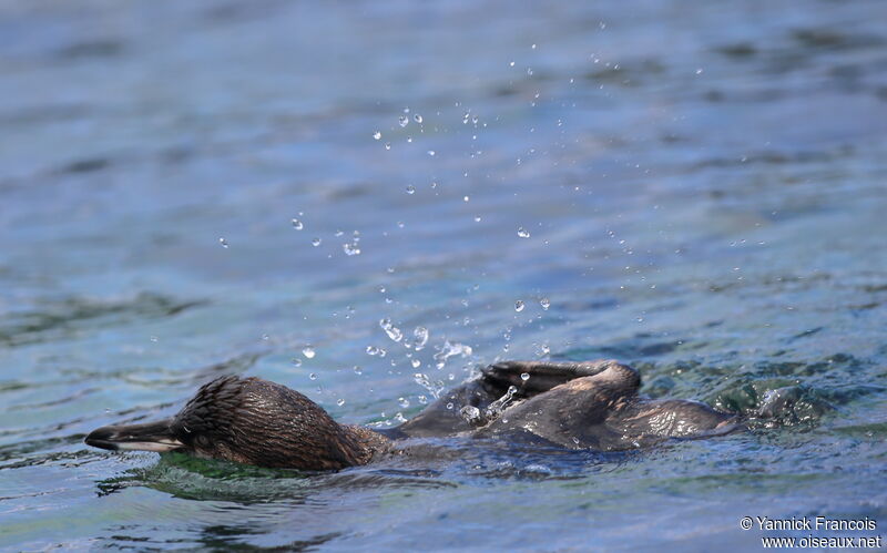 Galapagos Penguinjuvenile, habitat, aspect, swimming
