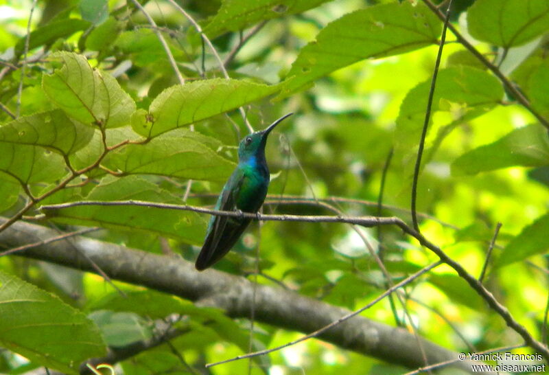 Green-breasted Mango male adult, habitat, aspect