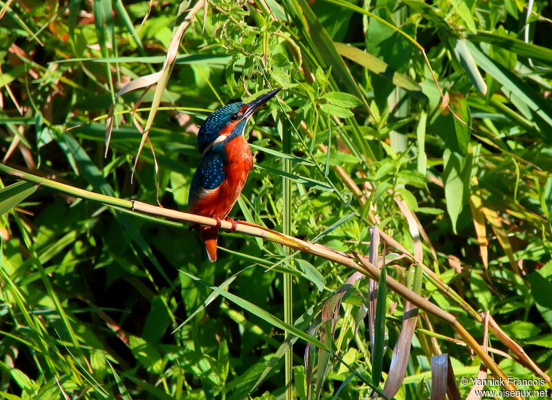 Common Kingfisher female adult, habitat, aspect