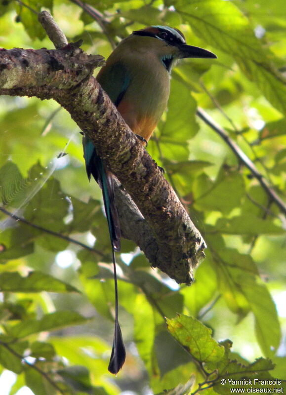 Turquoise-browed Motmotadult, identification, aspect