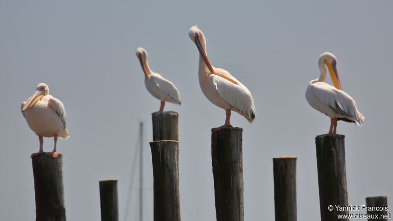 Pélican blancadulte, habitat