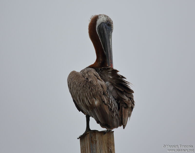 Brown Pelican, identification, aspect