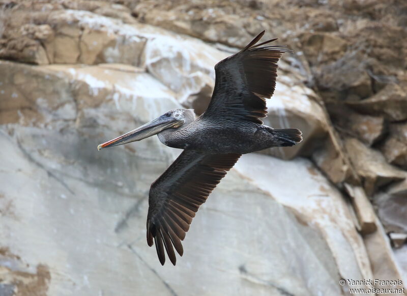Brown Pelicanjuvenile, aspect, Flight