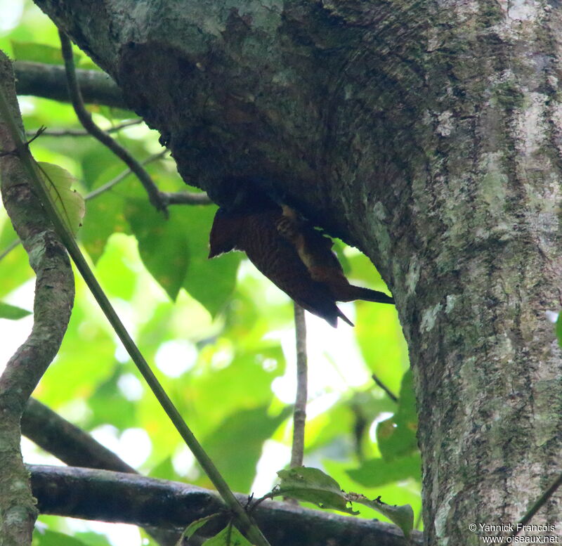 Rufous-headed Woodpeckeradult, habitat