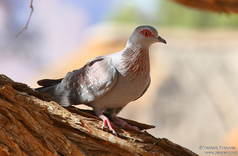 Pigeon roussardadulte, identification, composition