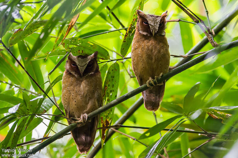 White-fronted Scops Owladult