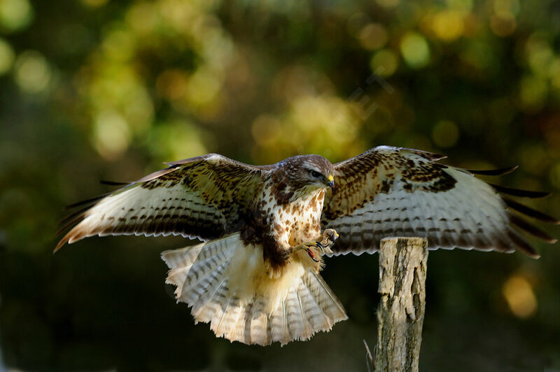 Common Buzzard, Flight