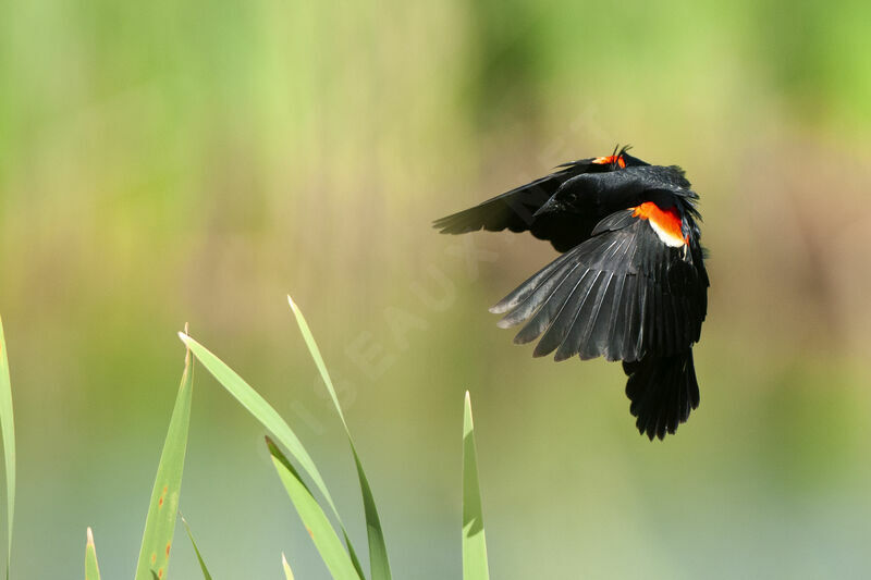 Red-winged Blackbird male, aspect, pigmentation, Flight