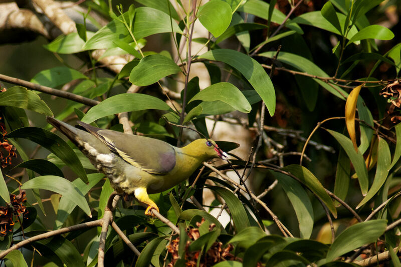 African Green Pigeonadult, habitat, pigmentation, Reproduction-nesting