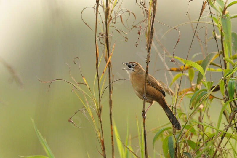 Moustached Grass Warbler, song