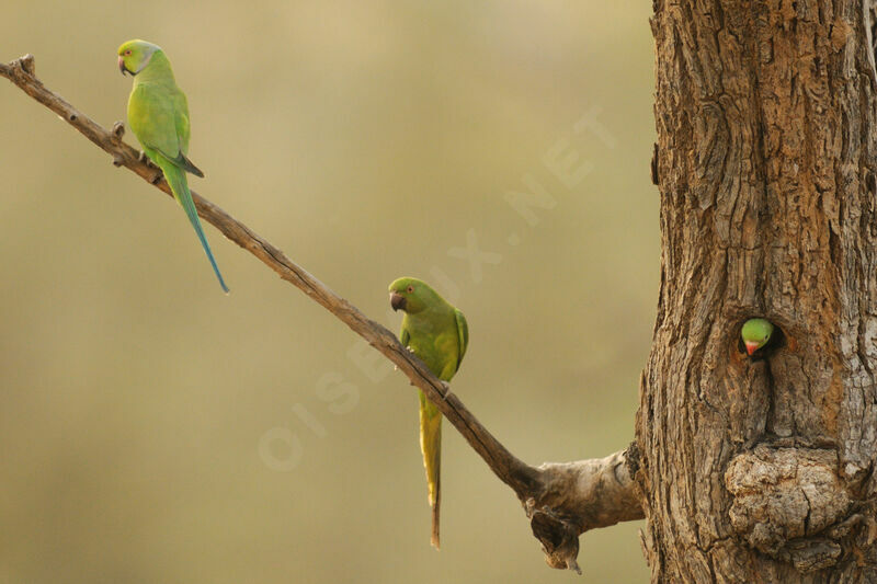 Rose-ringed Parakeet, aspect, Reproduction-nesting