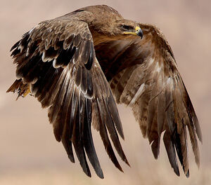 Aigle des steppes 
&copy; Yoram Shpirer