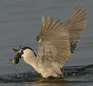 Black-crowned Night Heron