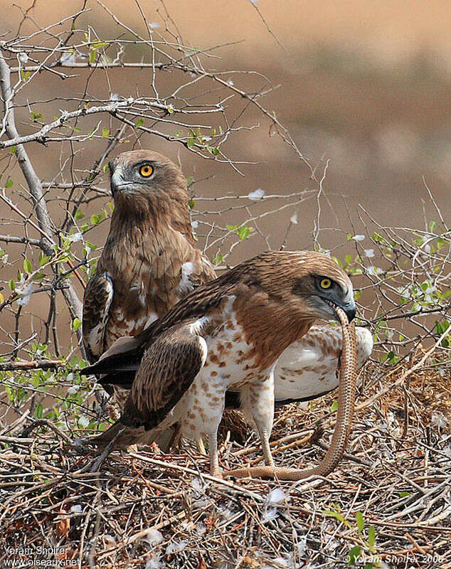 Short-toed Snake Eagle, feeding habits, Reproduction-nesting