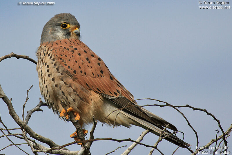 Common Kestrel male adult