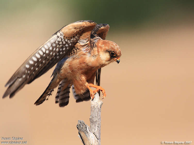Red-footed Falcon female, Behaviour