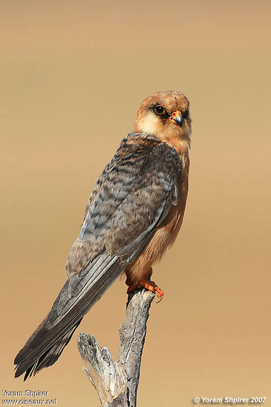 Red-footed Falcon female adult, moulting