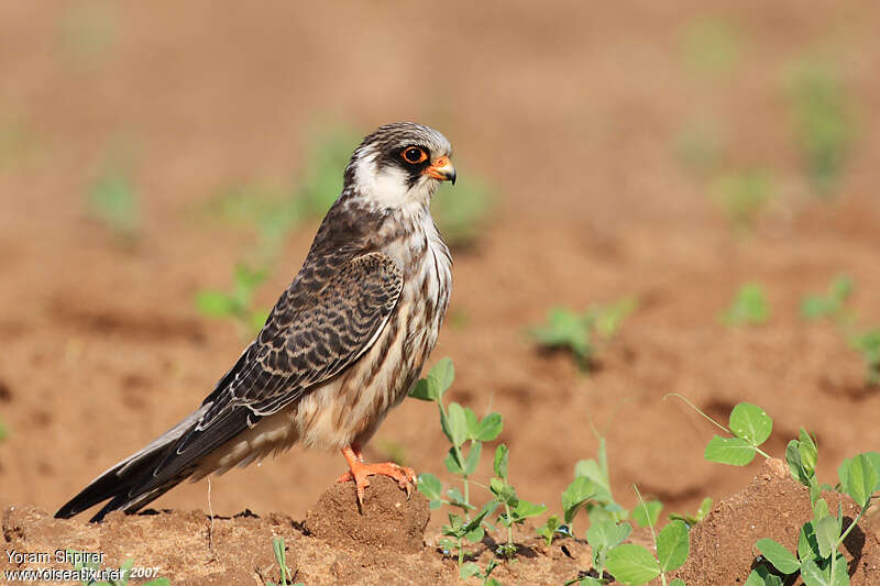 Red-footed Falconjuvenile, identification