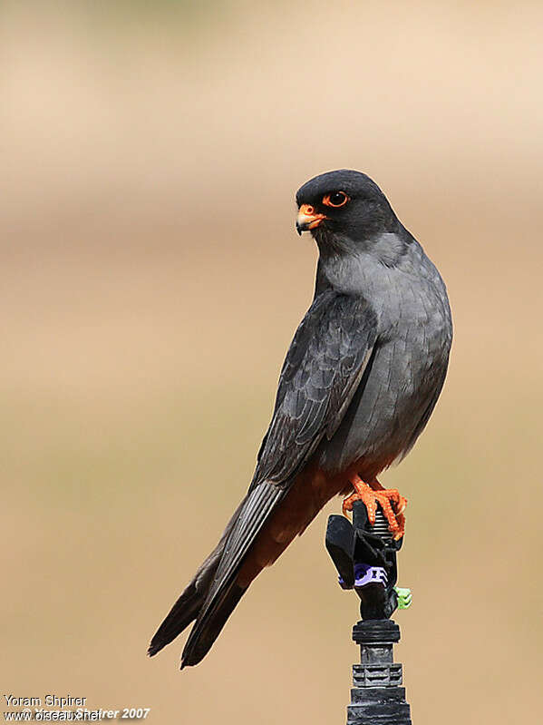 Red-footed Falcon male adult, identification