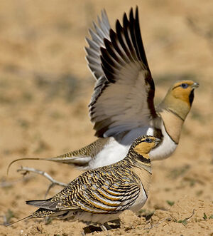 Pin-tailed Sandgrouse