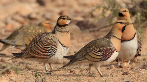 Pin-tailed Sandgrouse