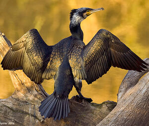 Great Cormorant 
&copy; Yoram Shpirer