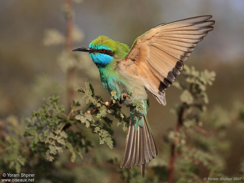 Arabian Green Bee-eateradult, aspect, pigmentation, Flight