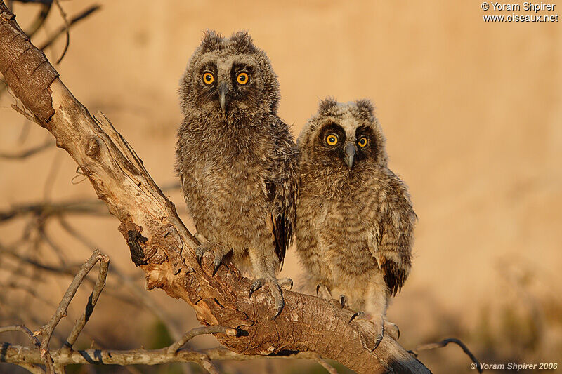 Long-eared Owljuvenile