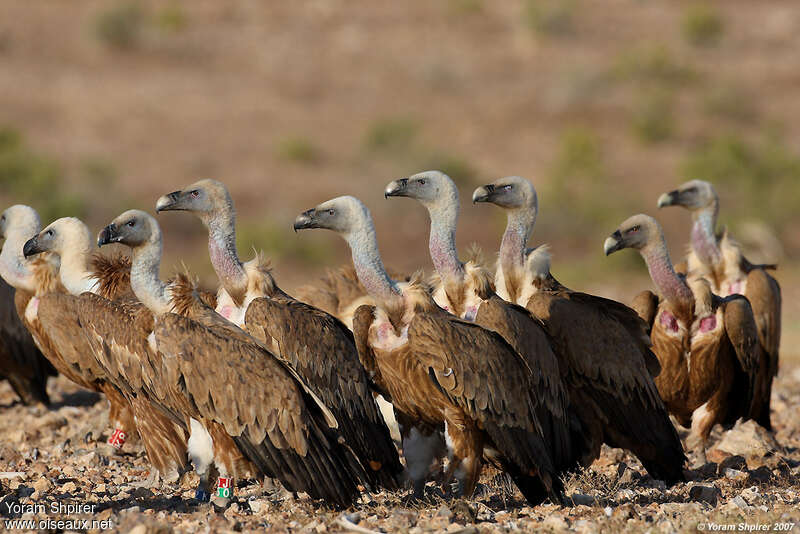 Griffon Vulture, Behaviour