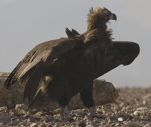 Cinereous Vulture