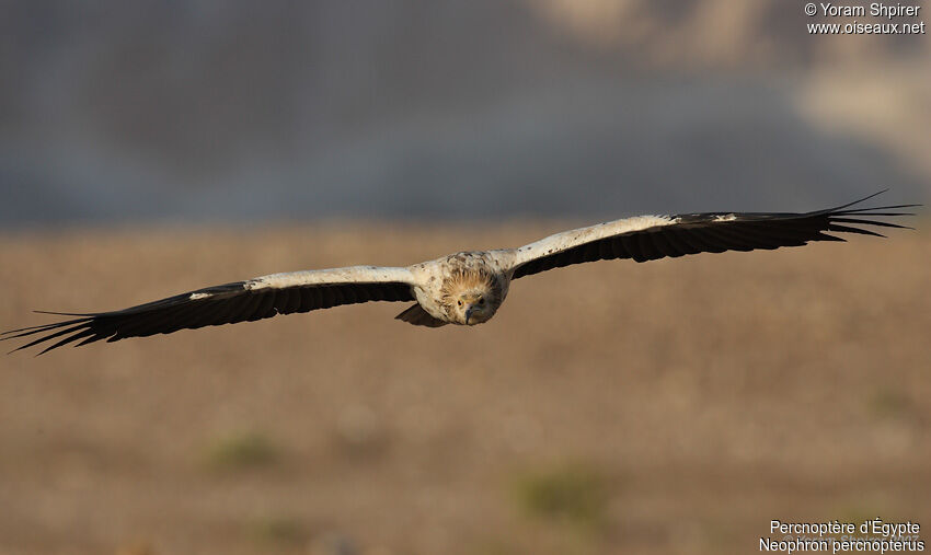 Vautour percnoptère - Neophron percnopterus
