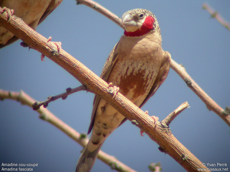 Cut-throat Finch male adult