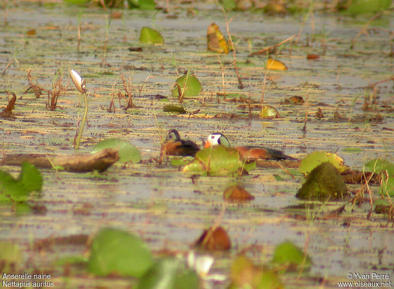 African Pygmy Goose adult