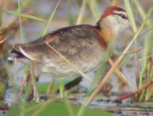Jacana nain