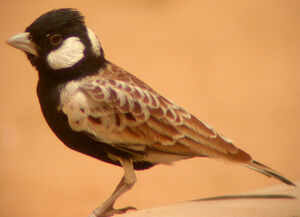 Chestnut-backed Sparrow-Lark