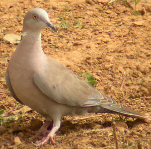 Mourning Collared Dove