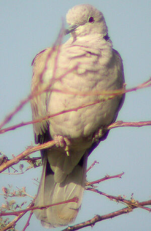 African Collared Dove