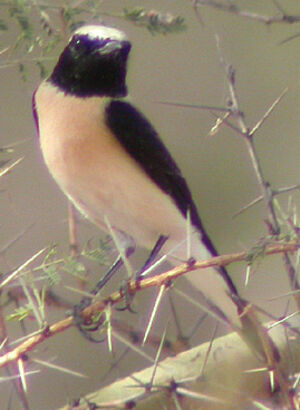 Black-eared Wheatear 
&copy; Yvan Perr�