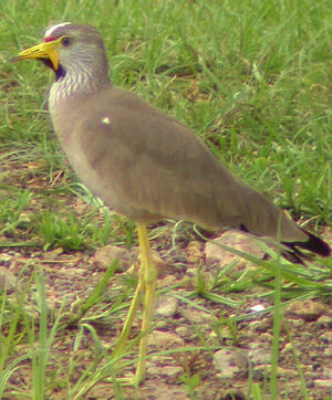 Vanneau du Sénégal