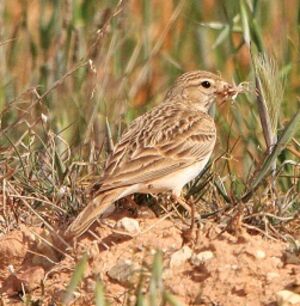 Greater Short-toed Lark