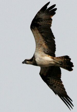Western Osprey 
&copy; Yves Dubois