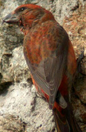 Red Crossbill 
&copy; Yves Dubois