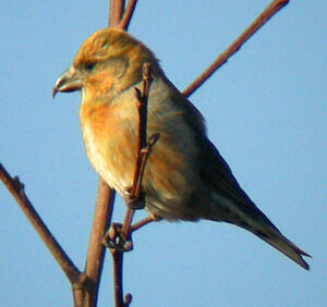 Red Crossbill 
&copy; Yves Dubois