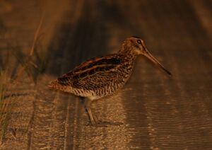 Giant Snipe