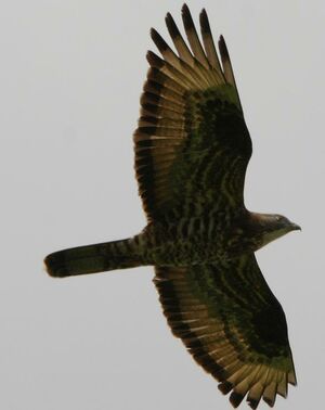 European Honey Buzzard