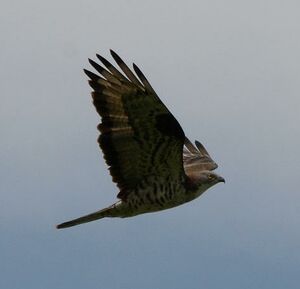 European Honey Buzzard