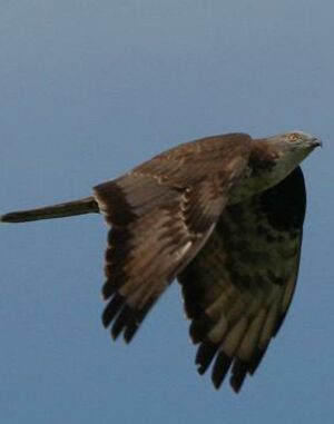 European Honey Buzzard