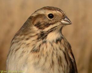Common Reed Bunting 
&copy; Yves Dubois