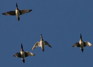 Canard siffleur